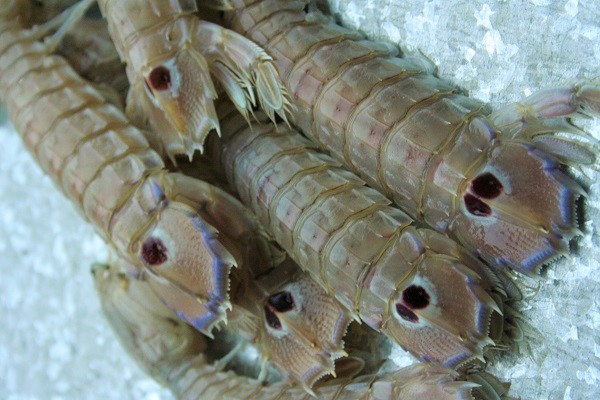 pipi shrimps squilla mantis shrimps spottail shrimps climb shrimps op tokotheek